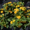 Lantana Lucky Yellow 3.25" Flat of 18 - Image 2